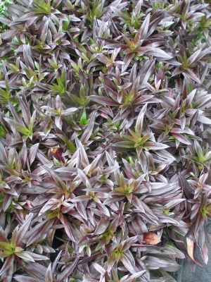 Dianthus barbatus 'Monksilver Black'